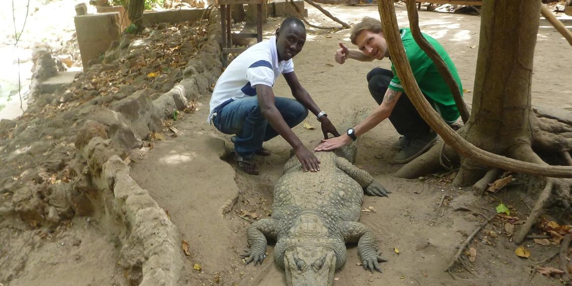 Crocodiles at Kachikally The Gambia